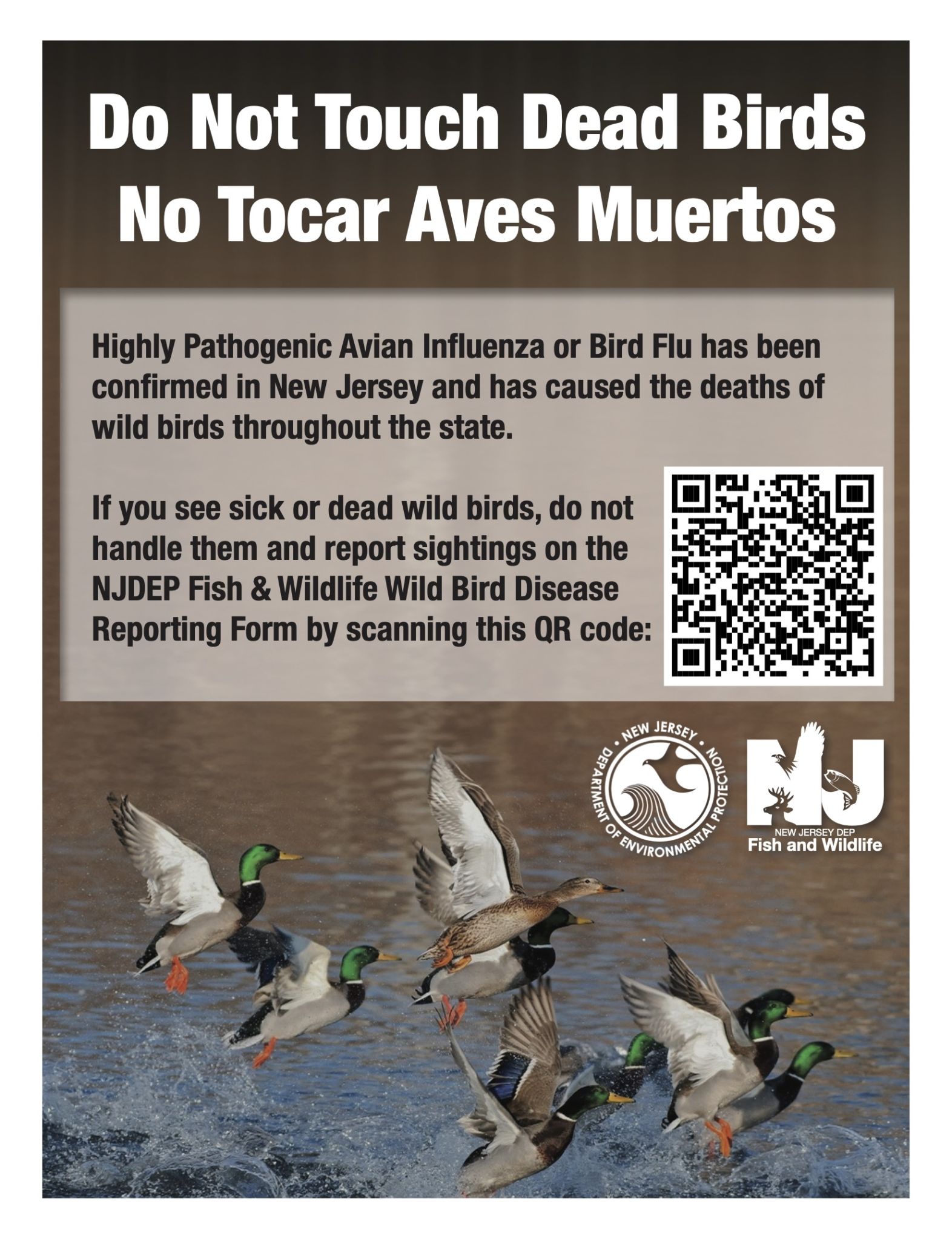 Bird Flu Precautions Hammonton Lake Park – Town of Hammonton